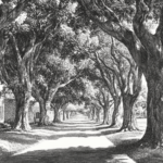The Avenue of Honour, Bacchus Marsh: History, Challenges and Cultural Significance 1 Avenue of Honour