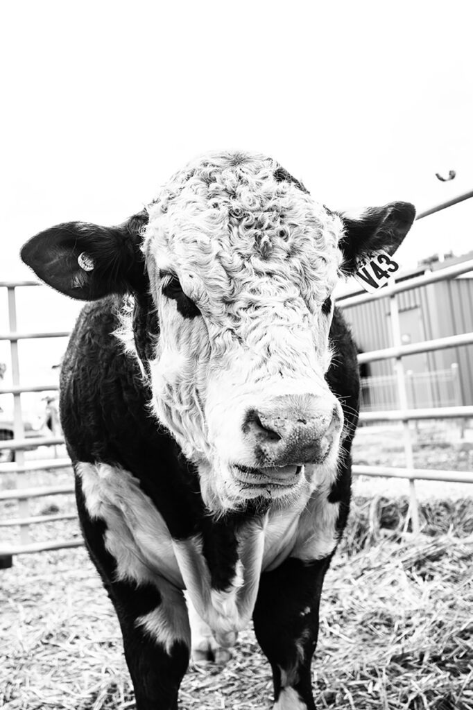 LR cow